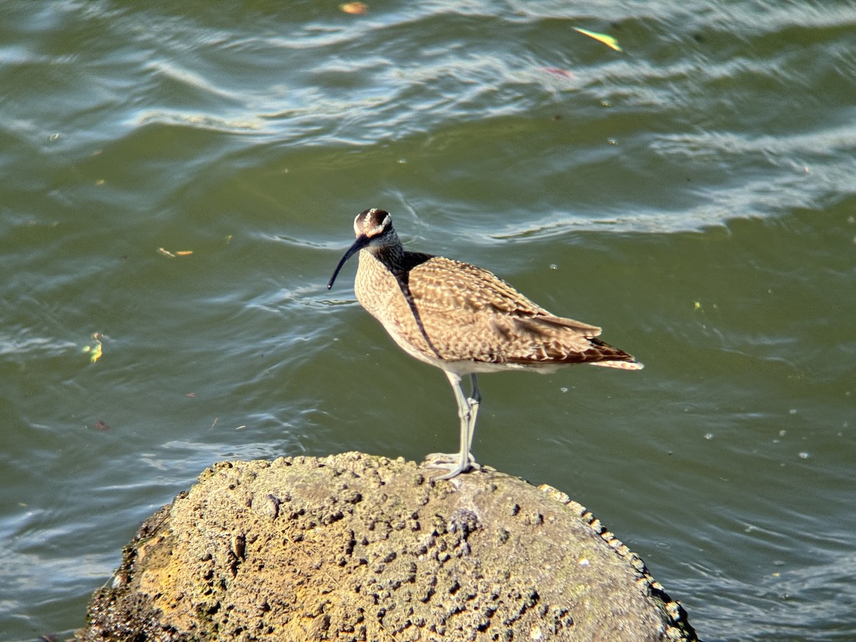 Whimbrel - R Mutt