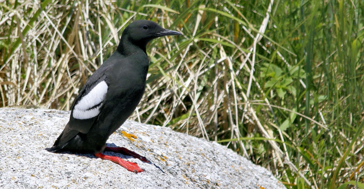 Black Guillemot - Keith Lowe