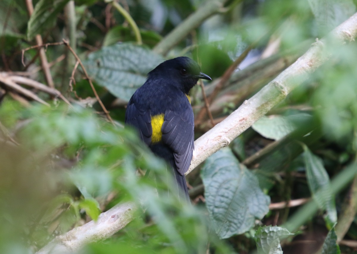 Black-and-yellow Silky-flycatcher - Hilary Turner