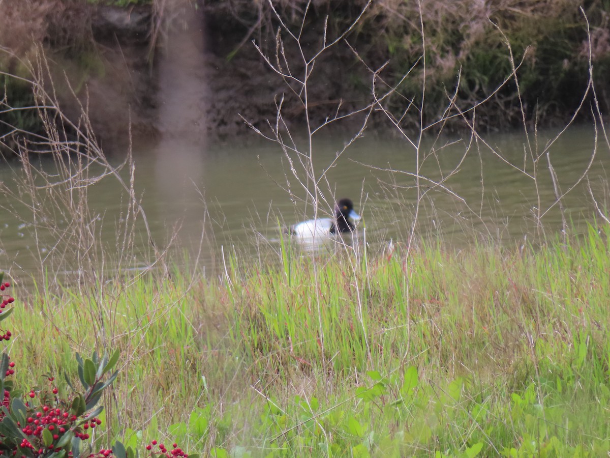 Greater Scaup - ML615621107