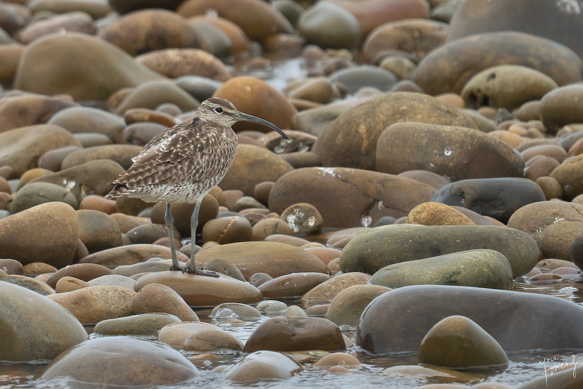 Regenbrachvogel - ML615621115