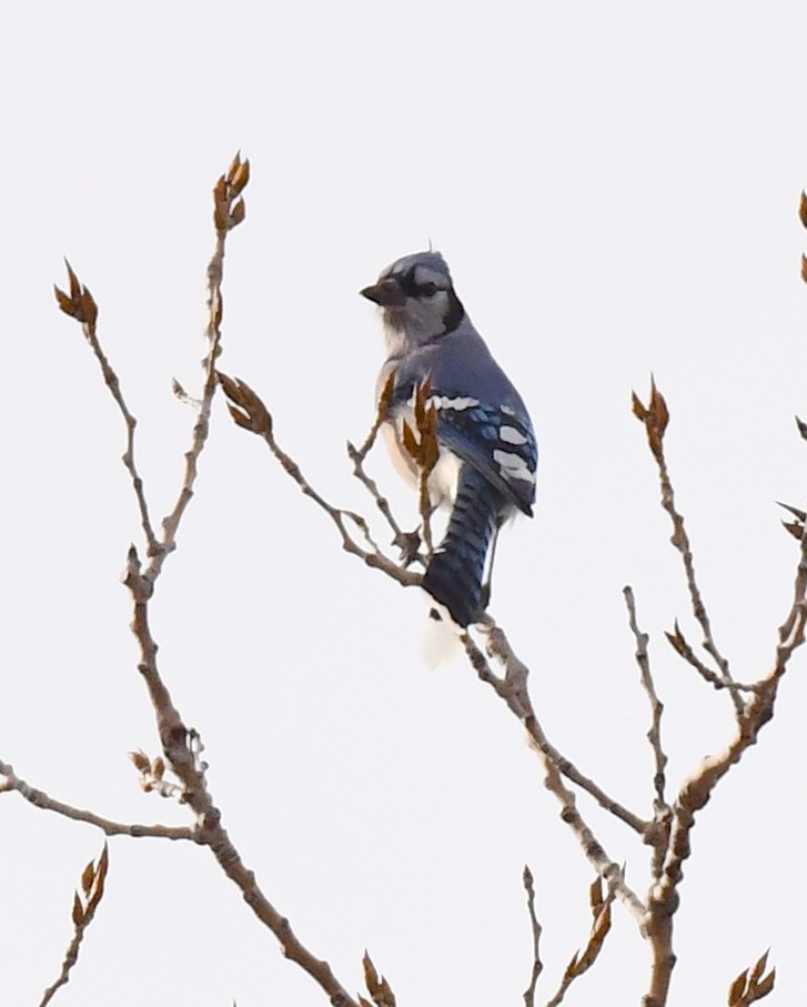 Blue Jay - ML615621127