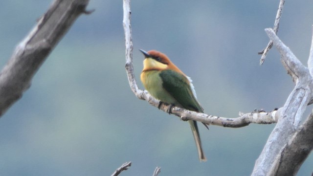 Chestnut-headed Bee-eater - ML615621203