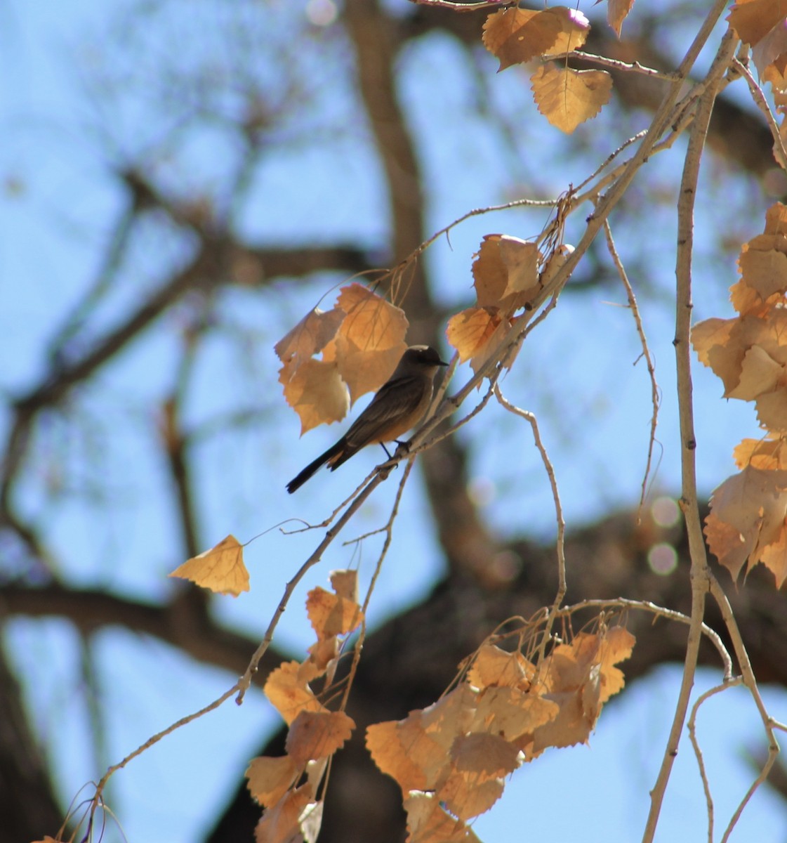 Say's Phoebe - ML615621251