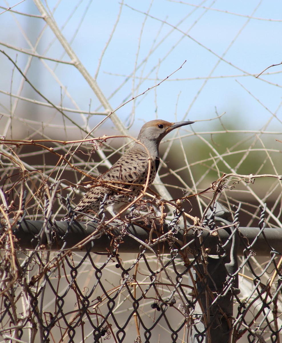 Northern Flicker (Red-shafted) - ML615621256