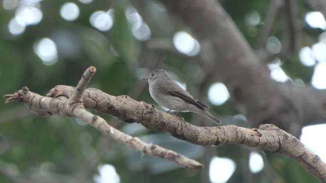 Asian Brown Flycatcher - ML615621277