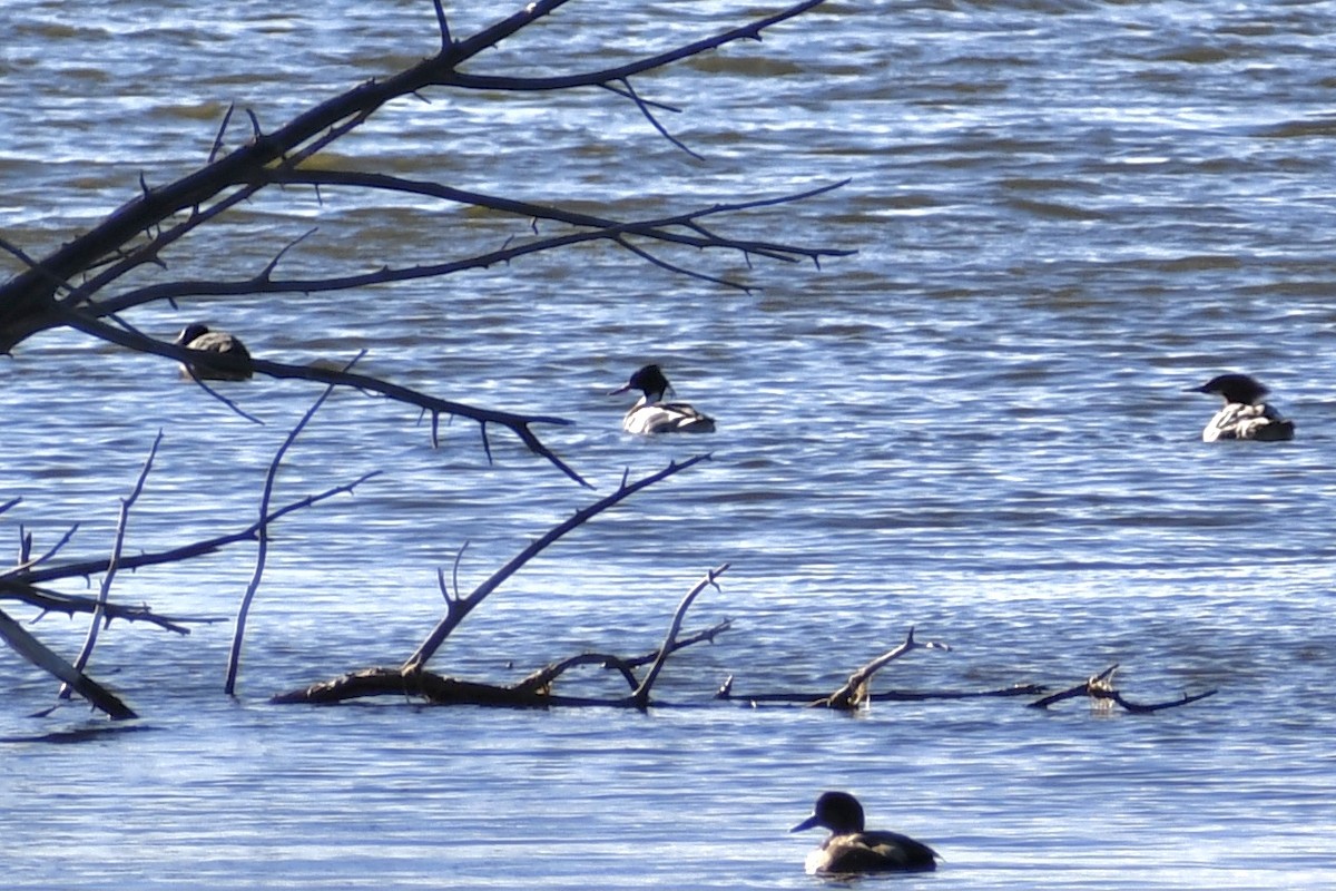 Red-breasted Merganser - ML615621352