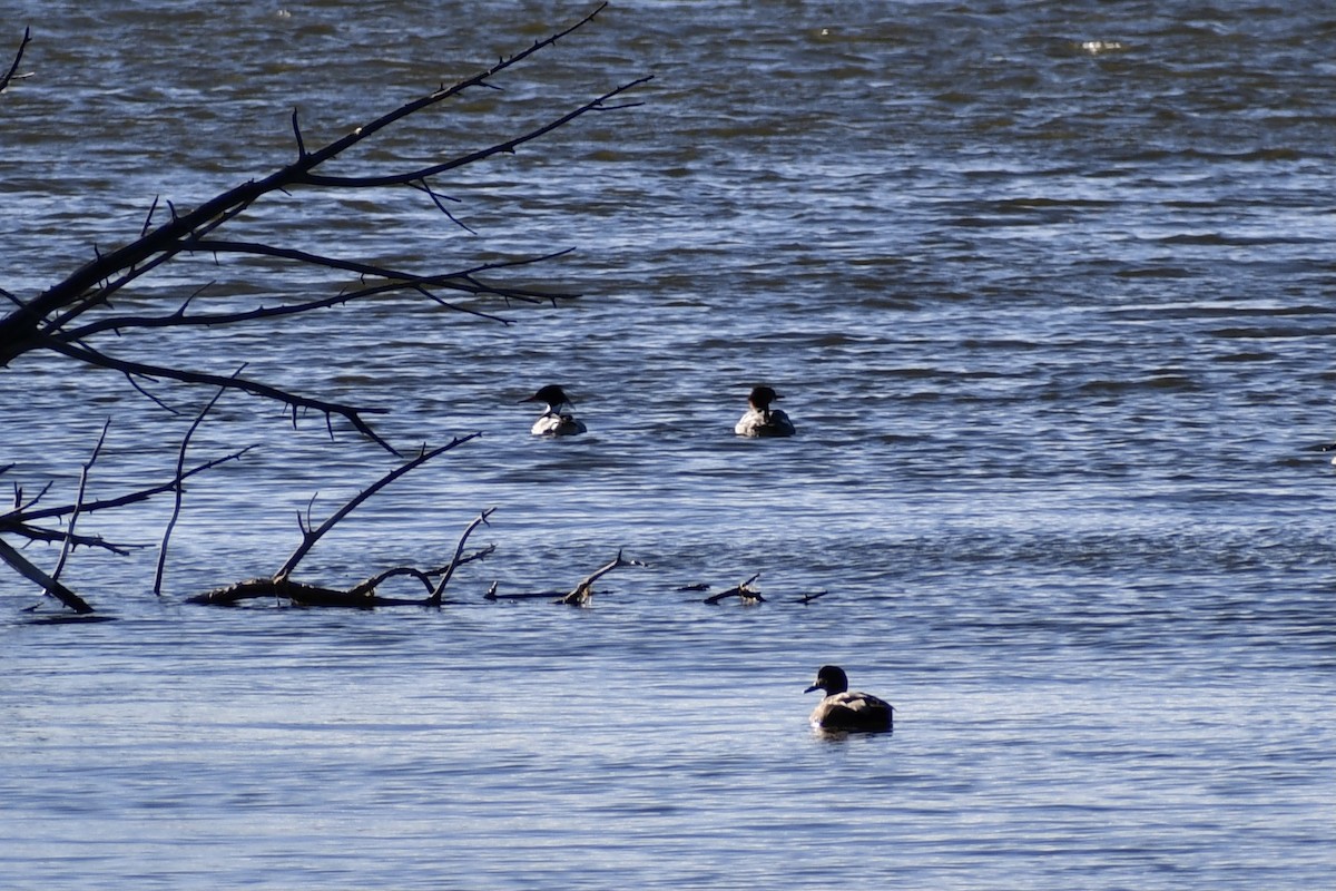 Red-breasted Merganser - Jon Orona