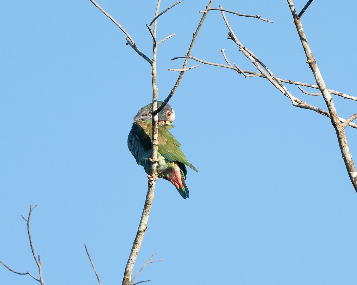 White-crowned Parrot - ML615621362