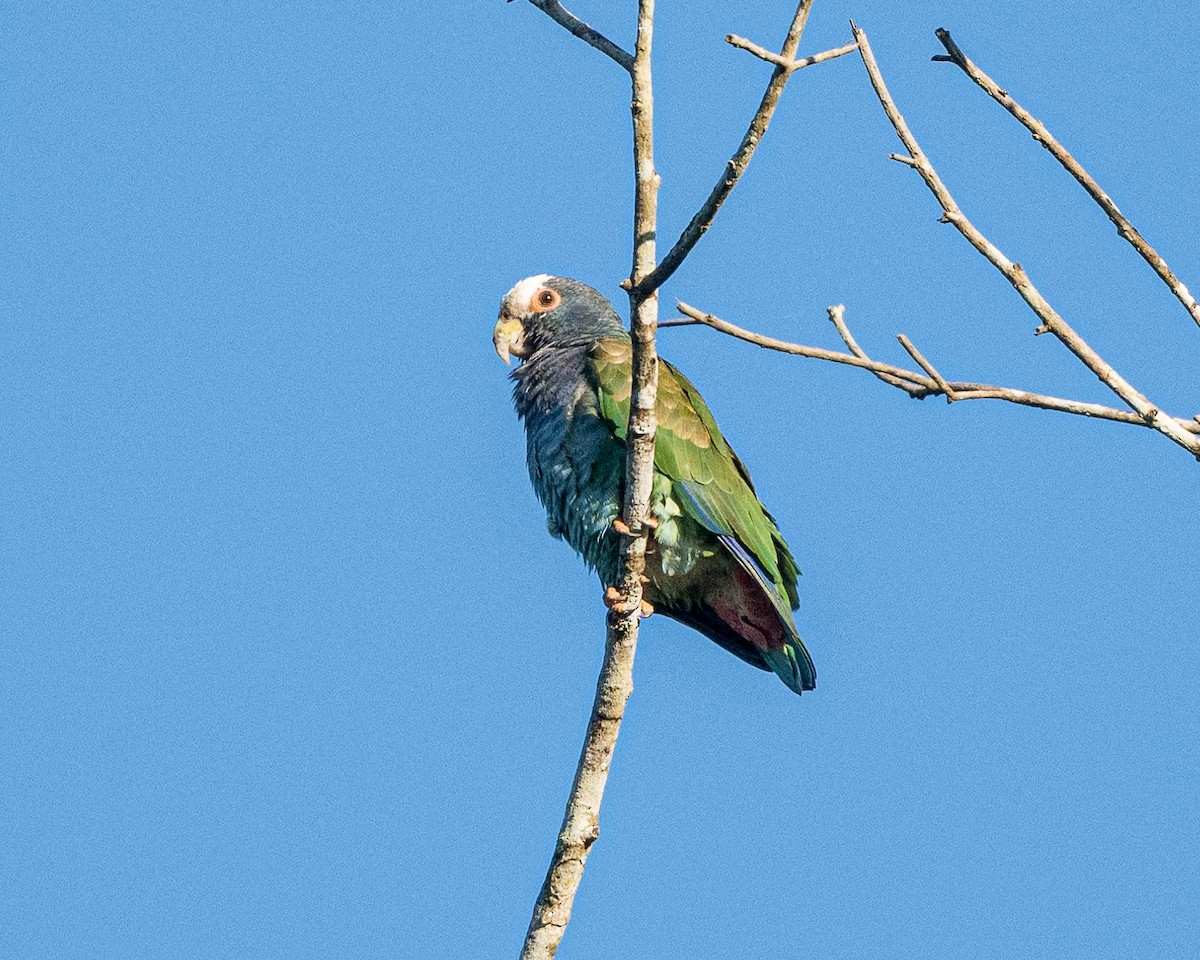 White-crowned Parrot - ML615621364