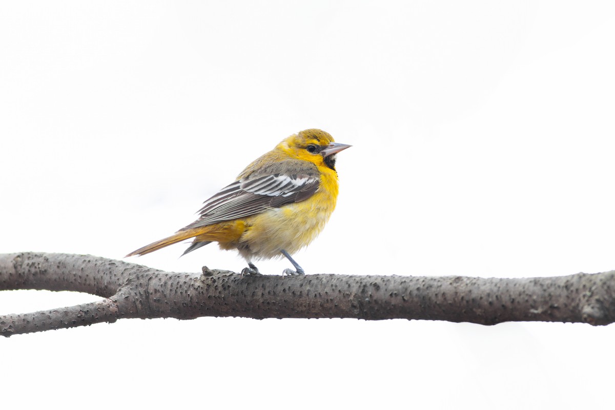 Bullock's Oriole - ML615621442