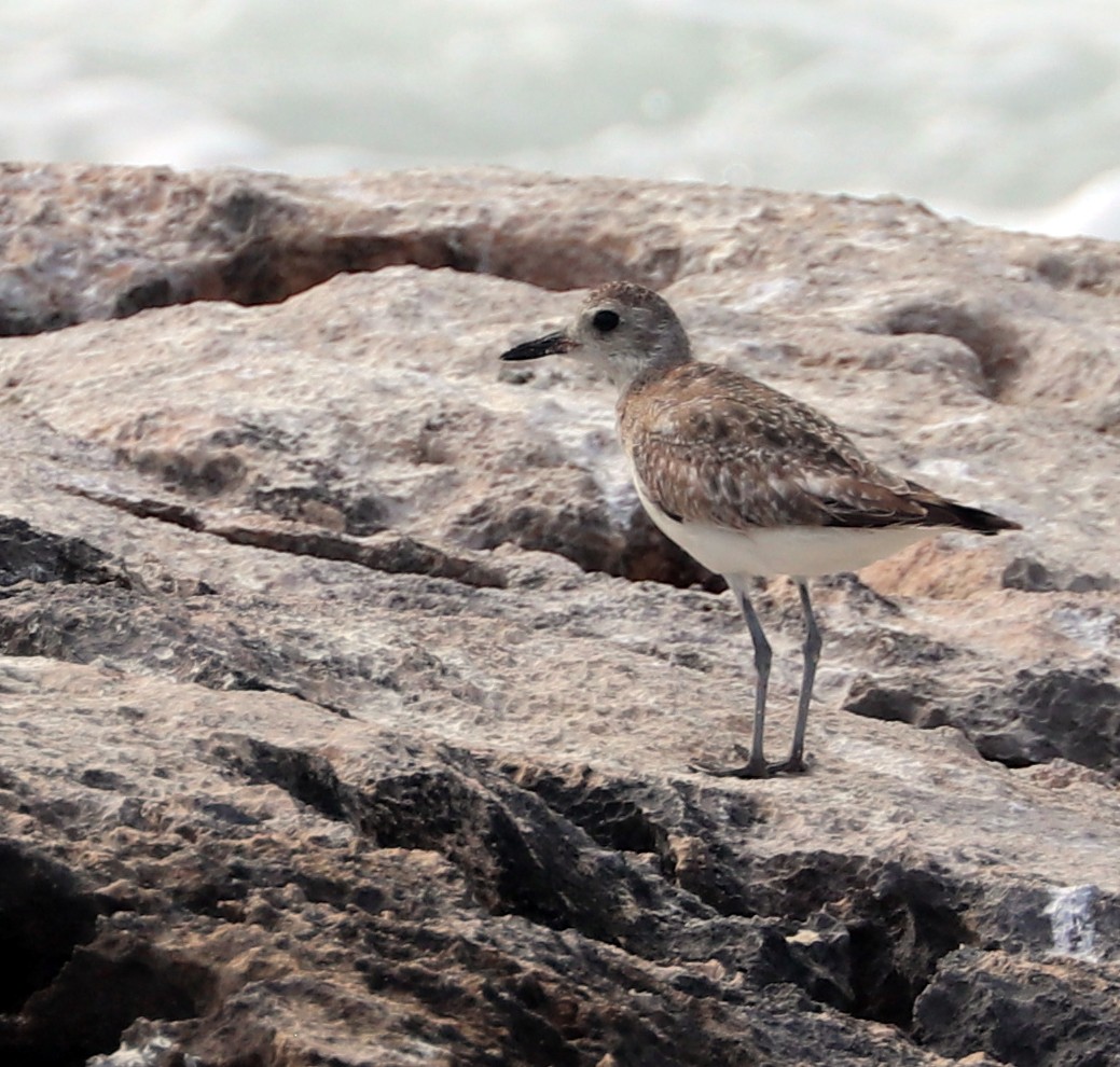 Black-bellied Plover - ML615621524