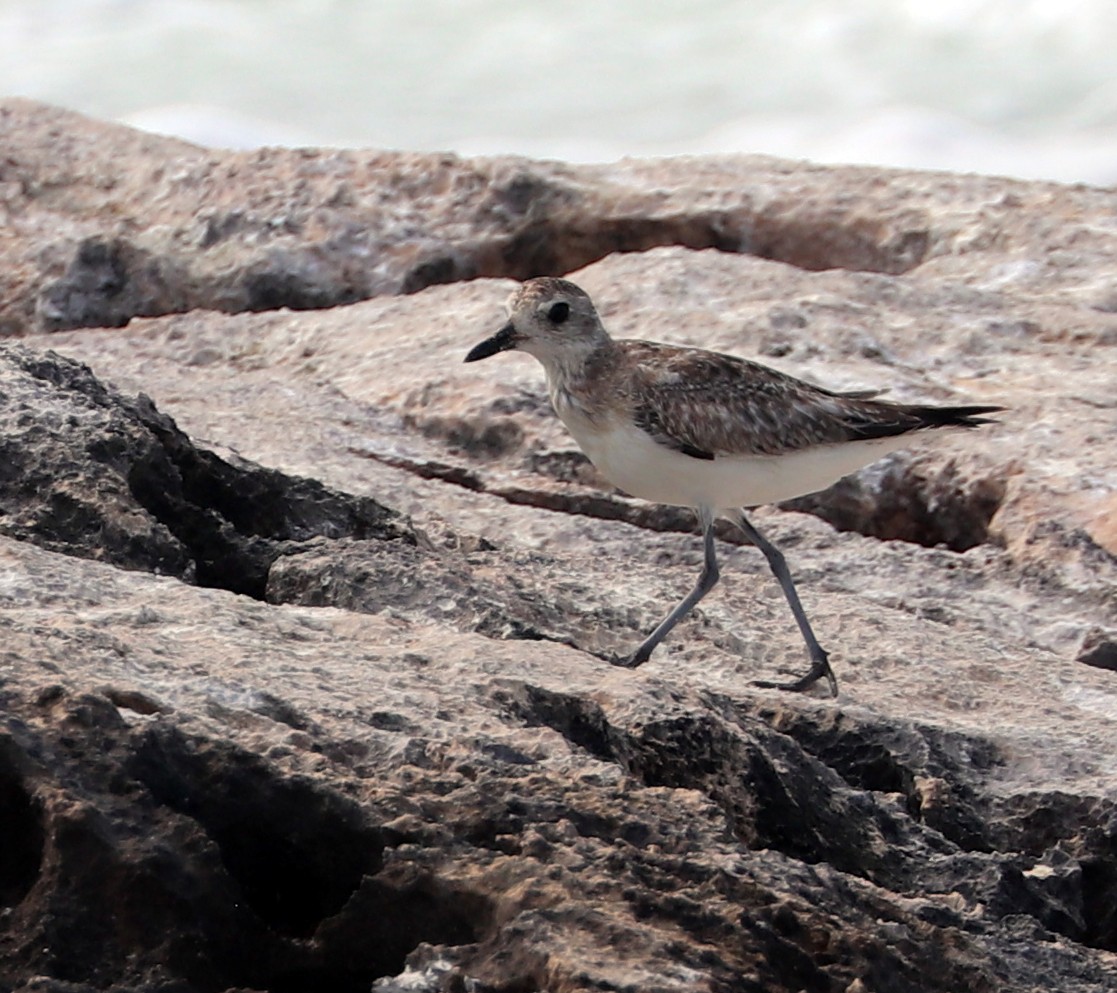 Black-bellied Plover - ML615621525