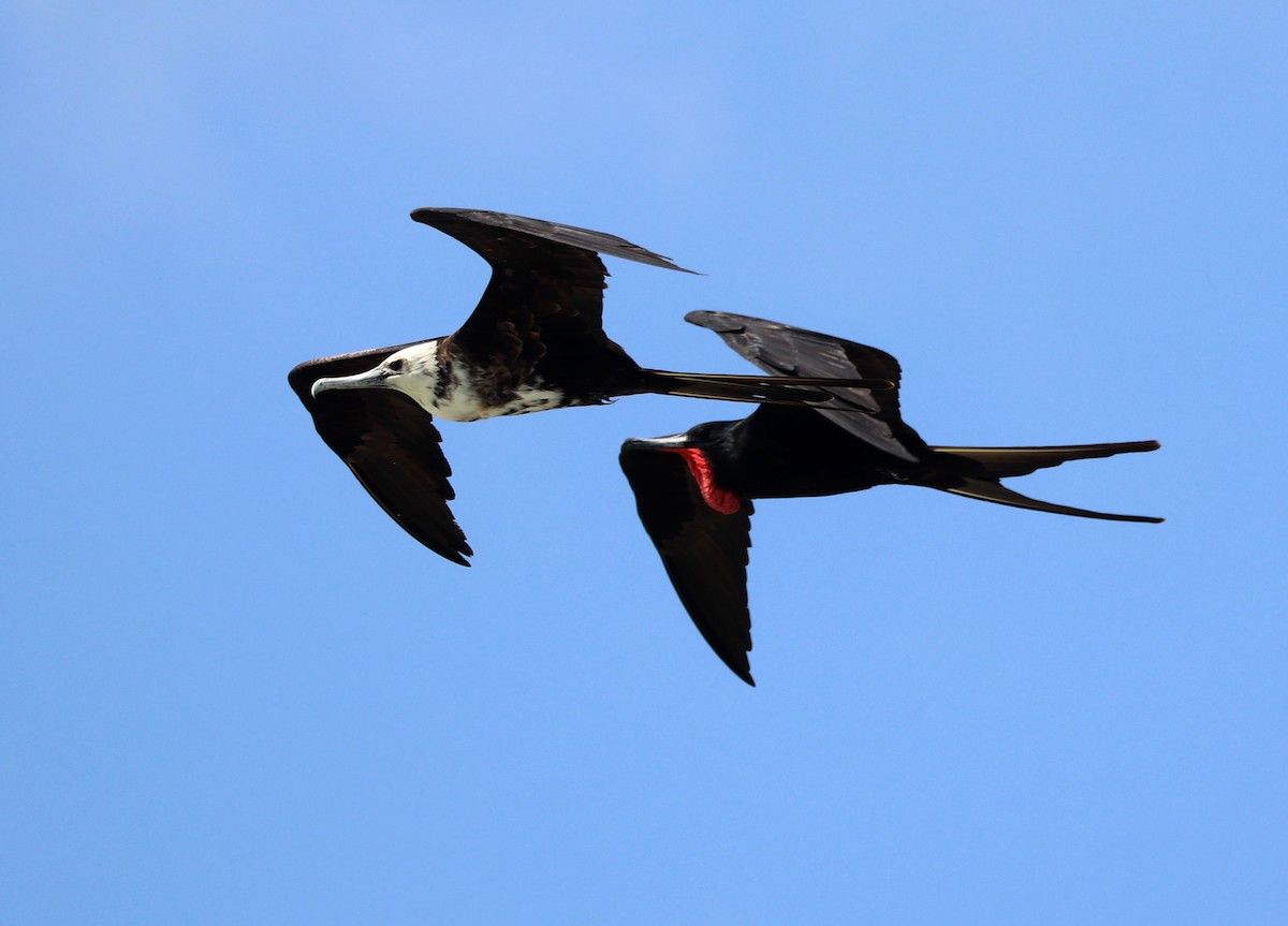 Magnificent Frigatebird - ML615621530