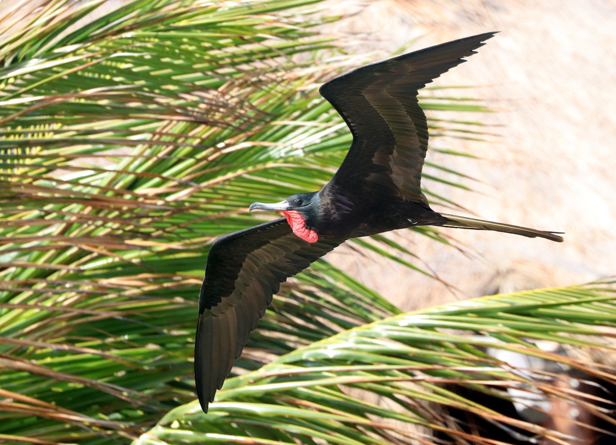 Magnificent Frigatebird - ML615621532