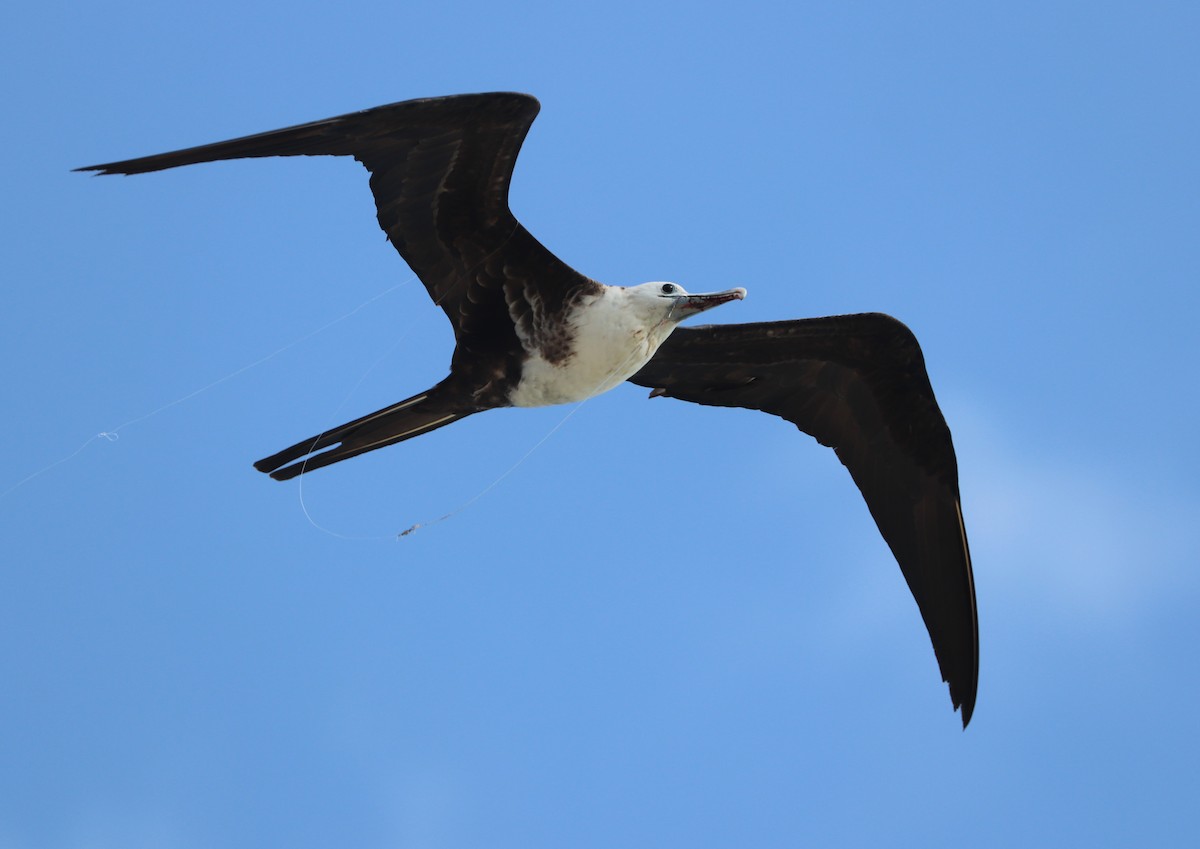 Magnificent Frigatebird - ML615621533