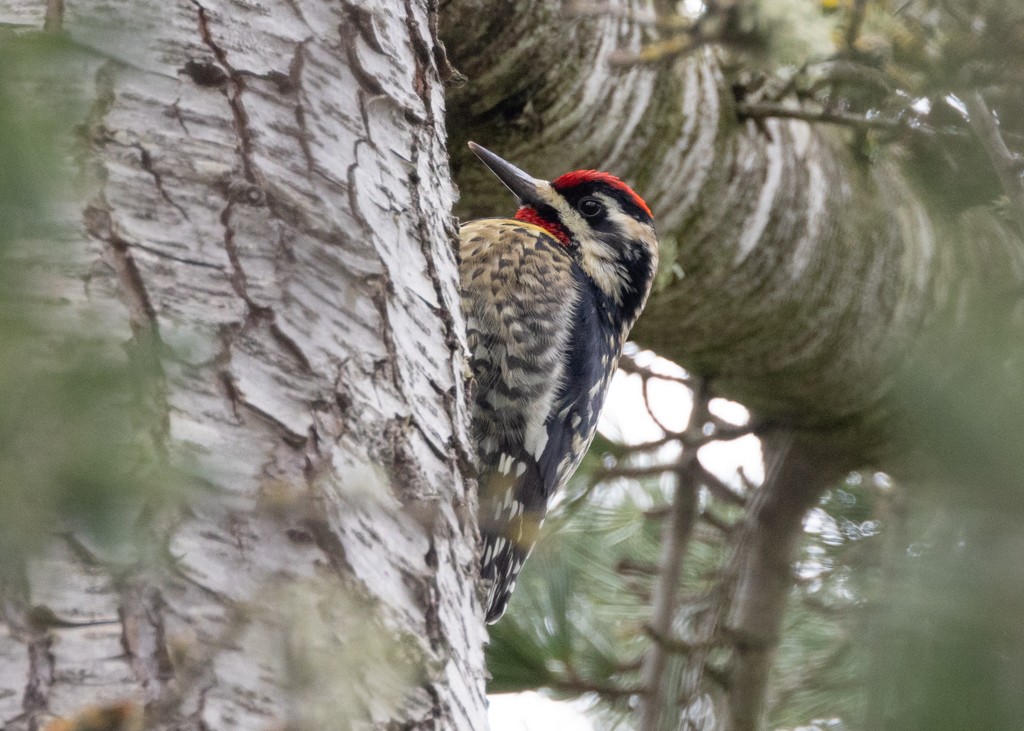 Yellow-bellied Sapsucker - Alan Wight