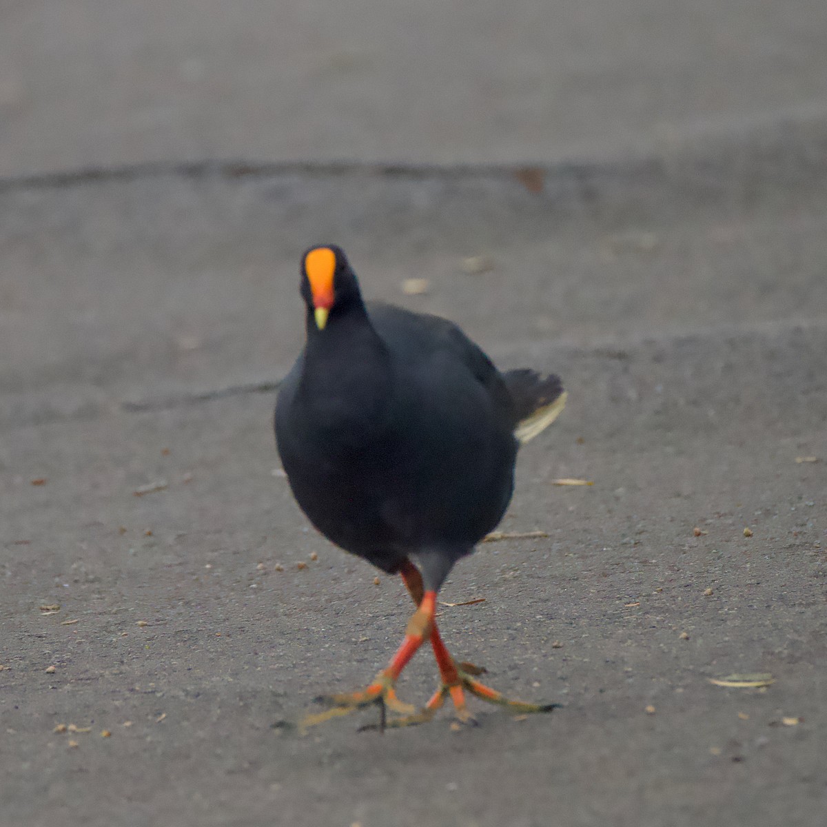 Dusky Moorhen - Kathy Burgis