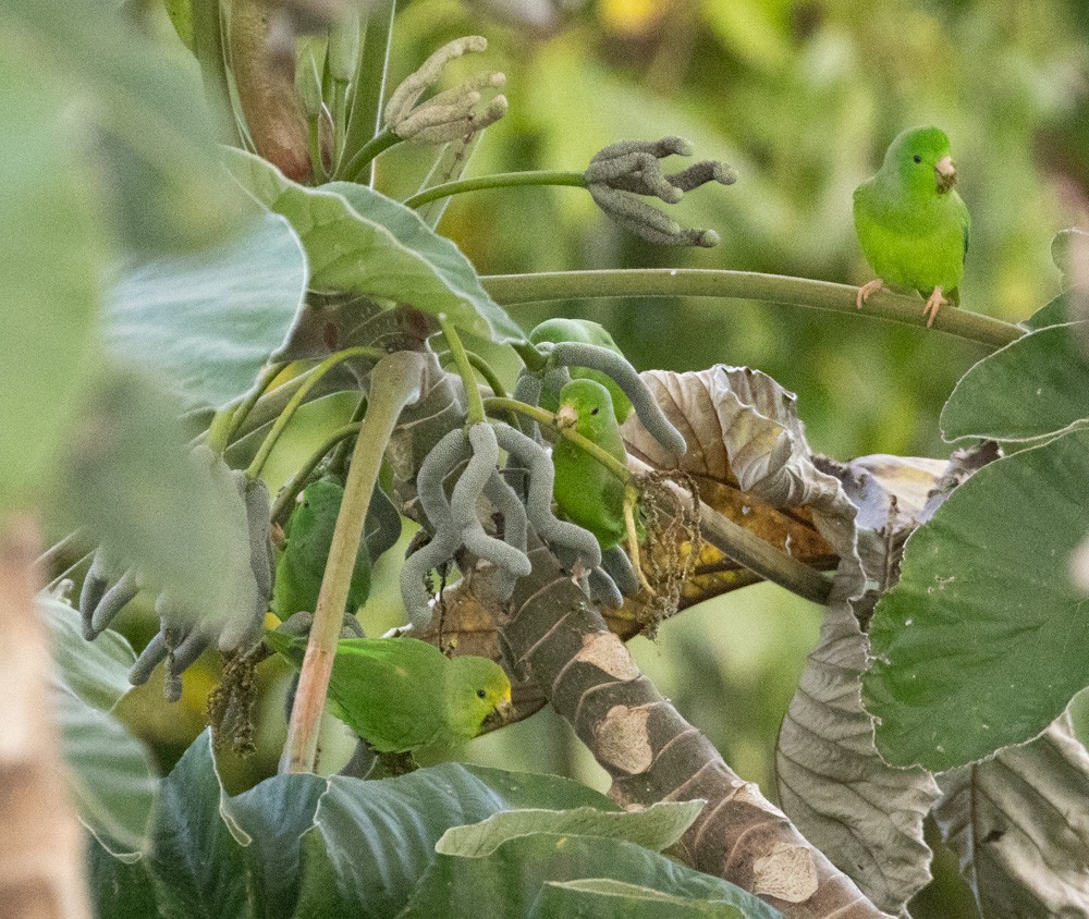 Зелёный воробьиный попугайчик - ML615621686
