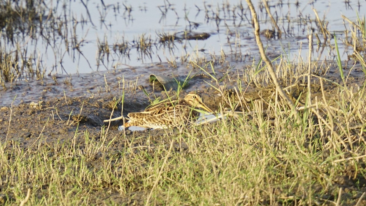 Common Snipe - ML615621730