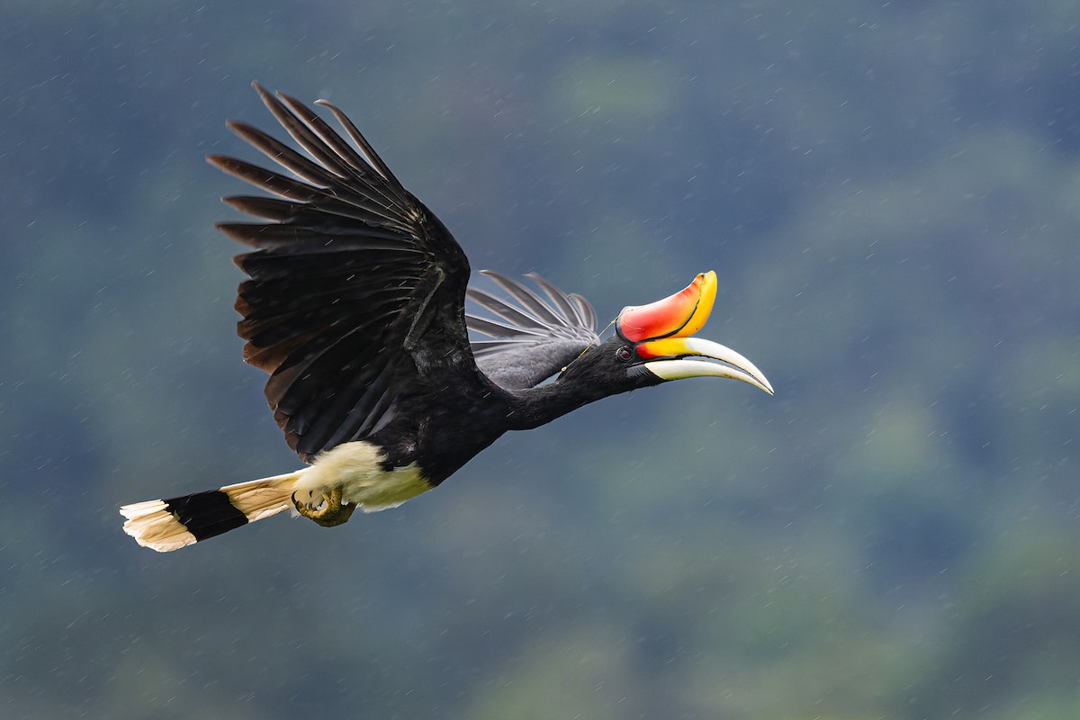 Rhinoceros Hornbill - ML615621760