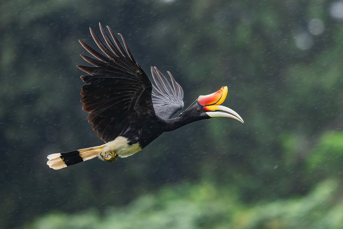 Rhinoceros Hornbill - ML615621761