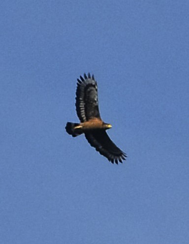 Crested Serpent-Eagle - ML615621769