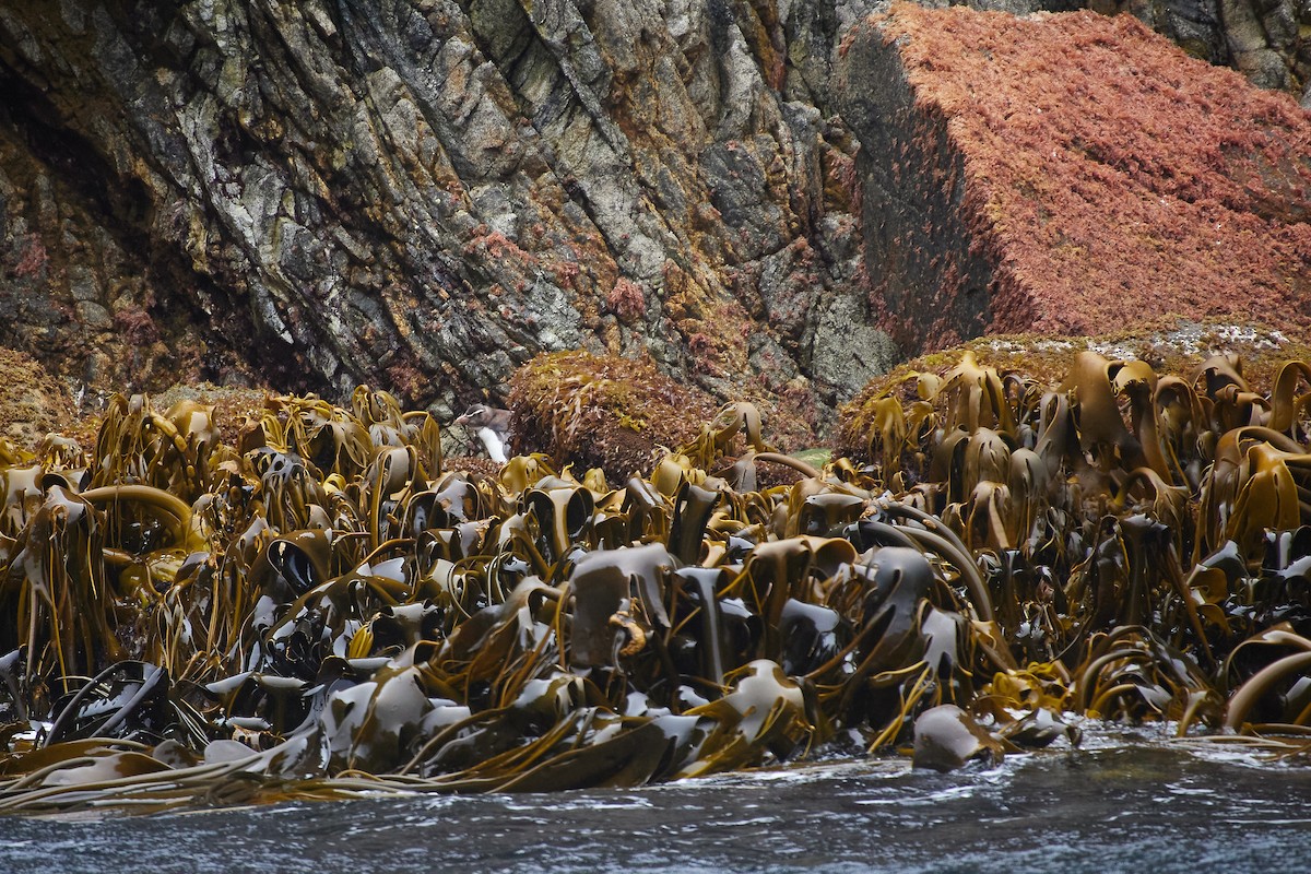 Fiordland Penguin - ML615621785