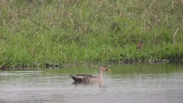 Indian Spot-billed Duck - ML615621799