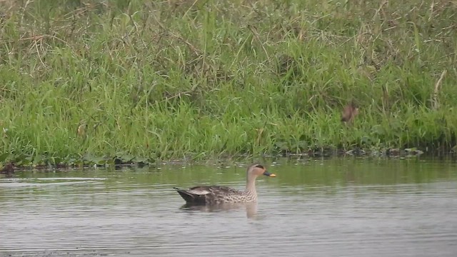 Canard à bec tacheté - ML615621799