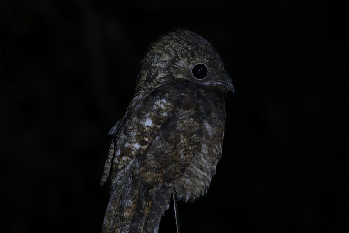 Great Potoo - Hilary Turner