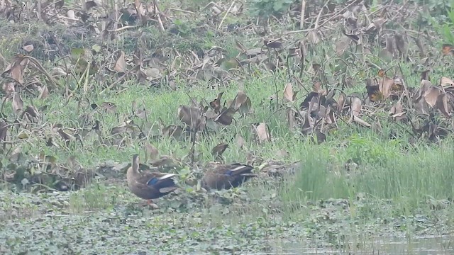 Eastern Spot-billed Duck - ML615621817