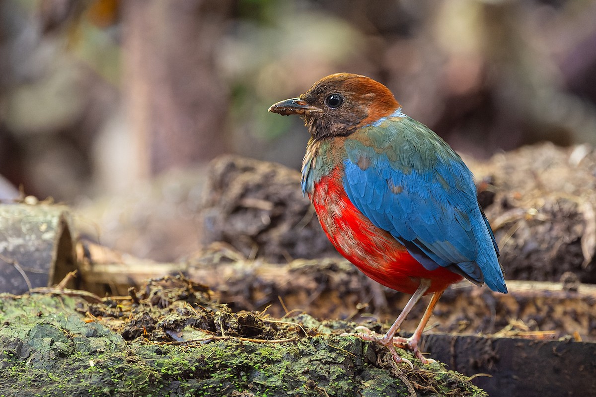 アカハラヤイロチョウ（erythrogaster グループ） - ML615621828