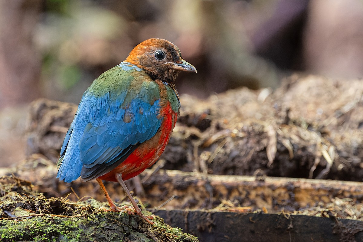 Philippinen-Blaubrustpitta [erythrogaster-Gruppe] - ML615621829