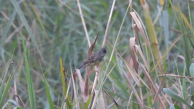 Black-faced Bunting - ML615621866