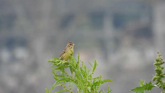 Black-faced Bunting - ML615621867