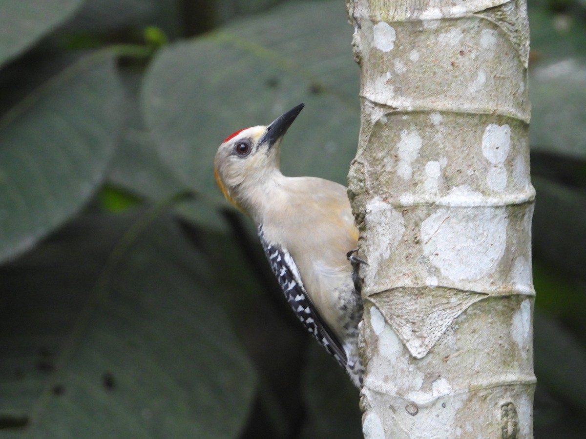 Hoffmann's Woodpecker - ML615621890