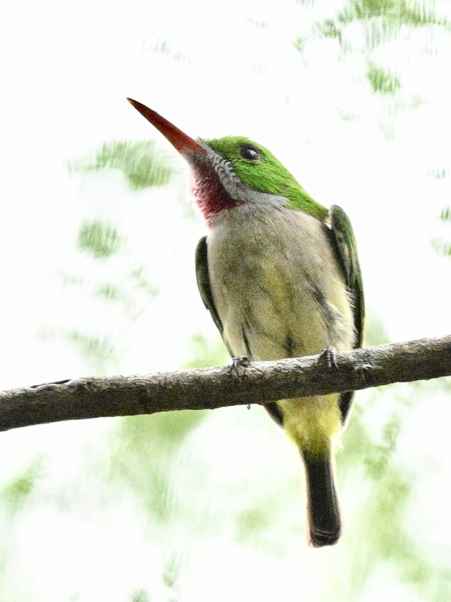 Broad-billed Tody - ML615621965