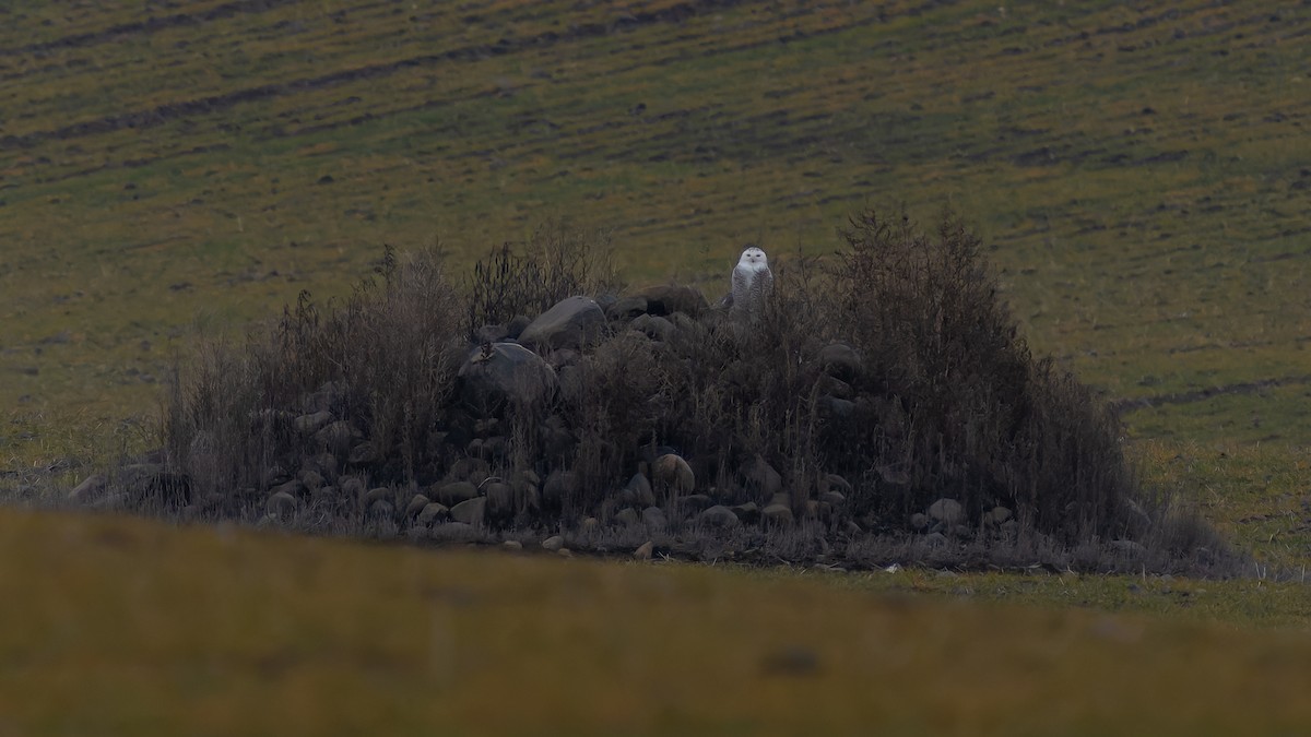 Snowy Owl - ML615621996