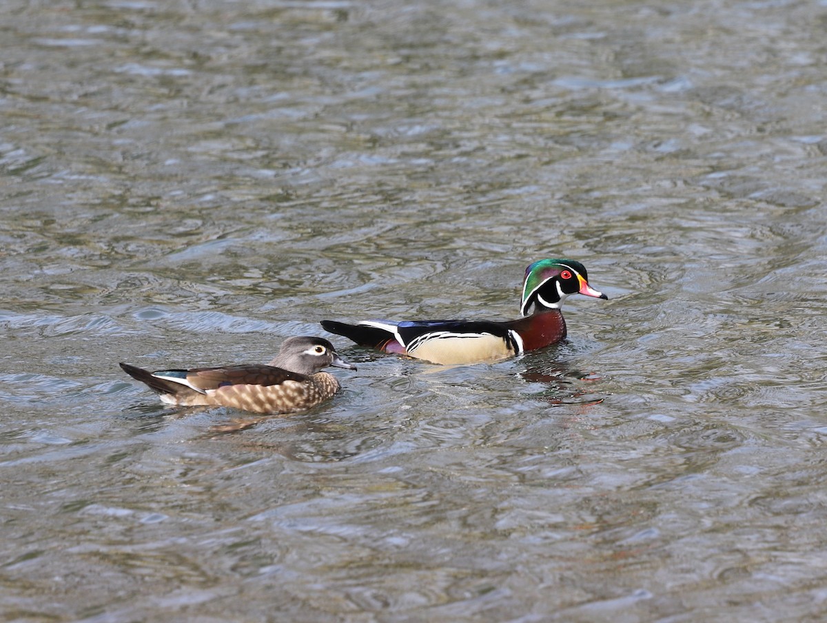 Wood Duck - ML615622004