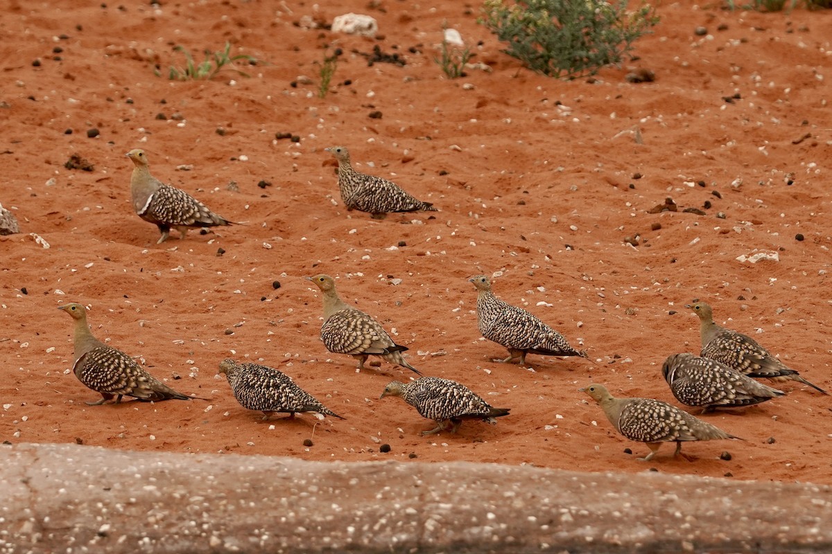 Namaqua Sandgrouse - Daniel Winzeler