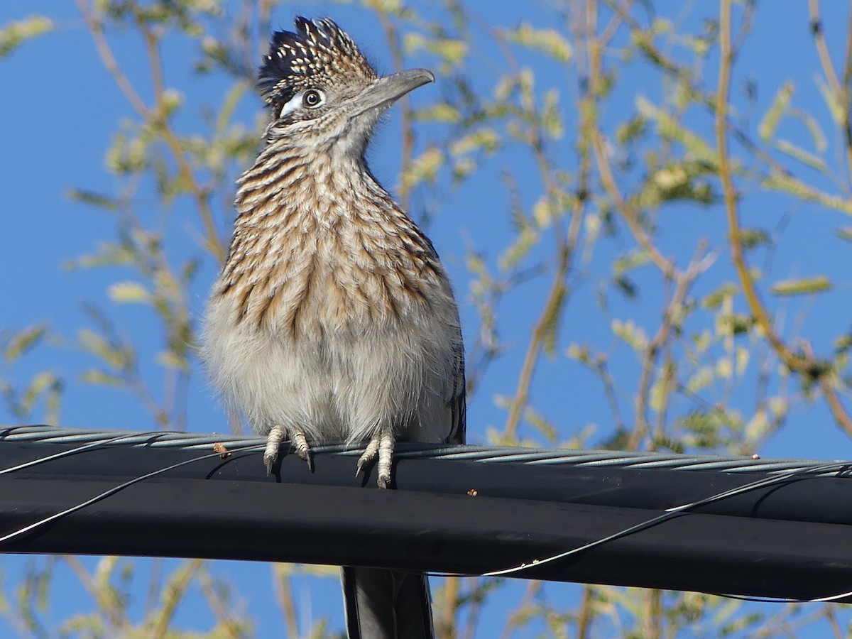 Greater Roadrunner - ML615622087