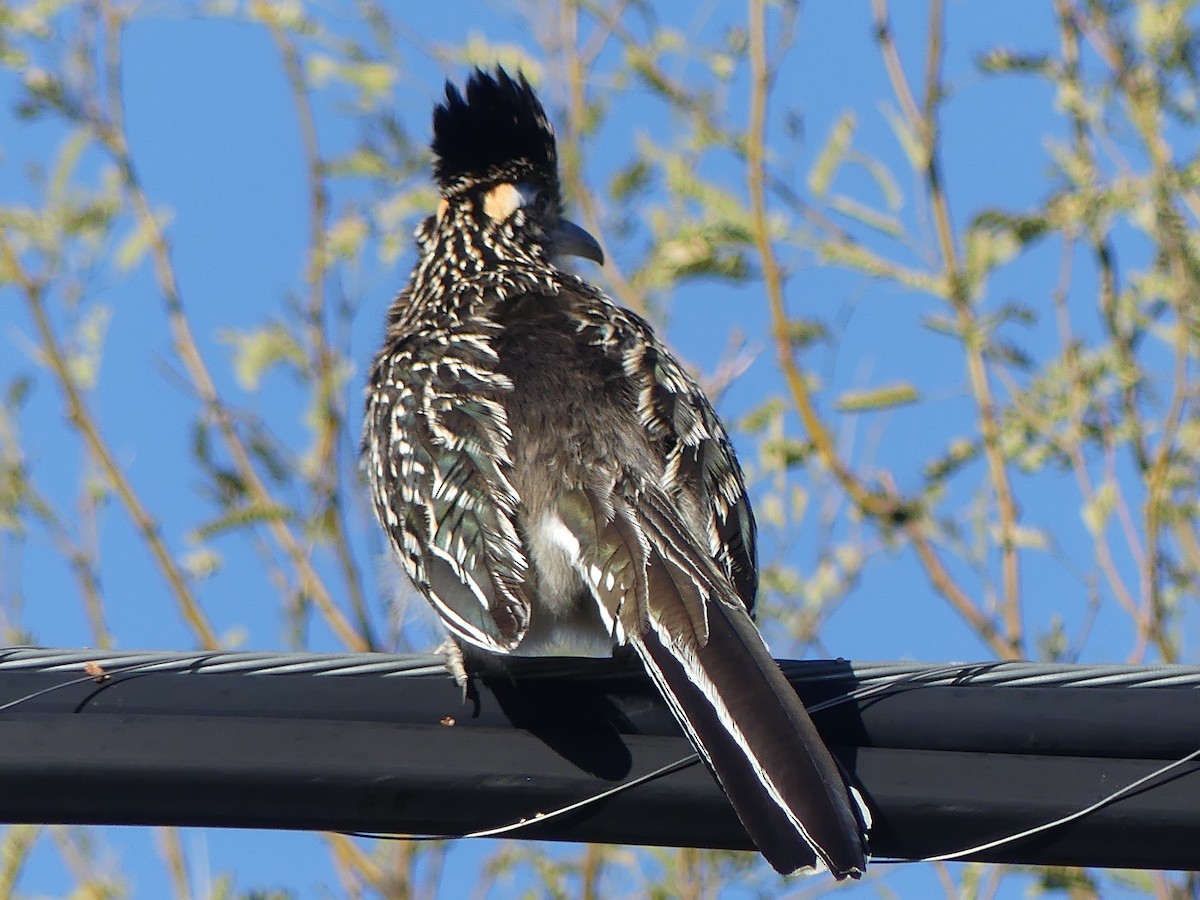 Greater Roadrunner - ML615622088