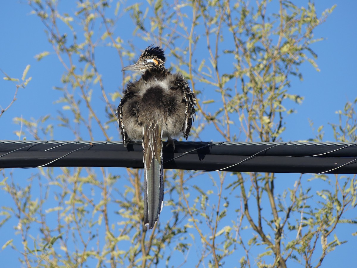 Greater Roadrunner - ML615622089