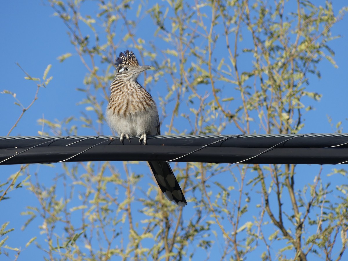 Greater Roadrunner - ML615622090