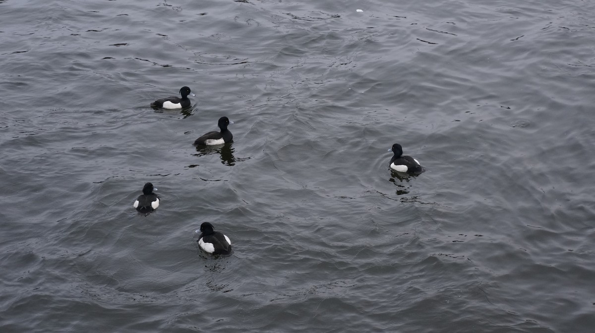 Tufted Duck - Christina Ninou