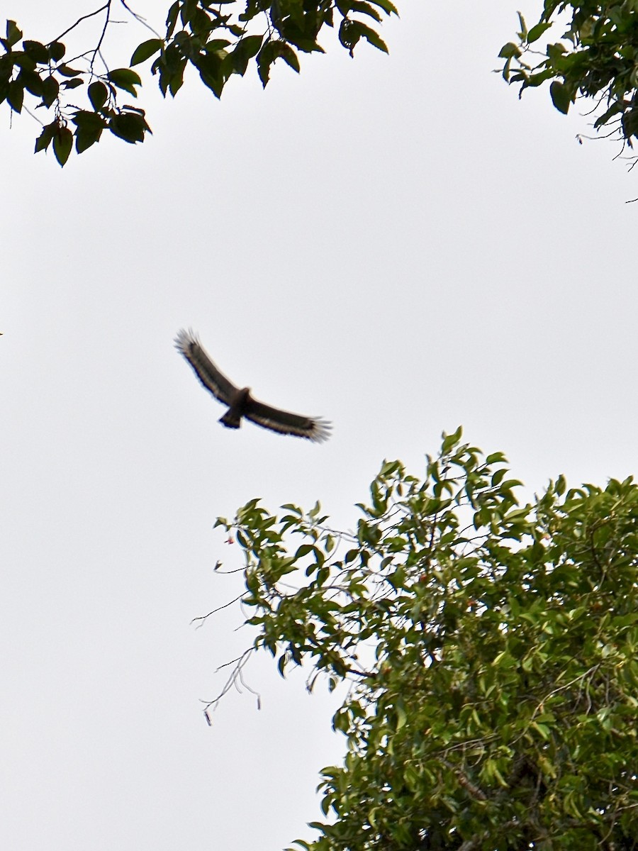 Crested Serpent-Eagle (Crested) - ML615622152