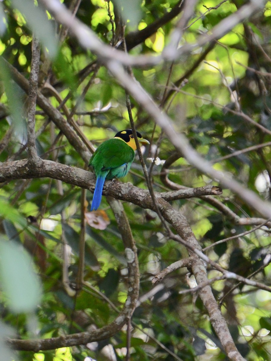 Long-tailed Broadbill - ML615622161