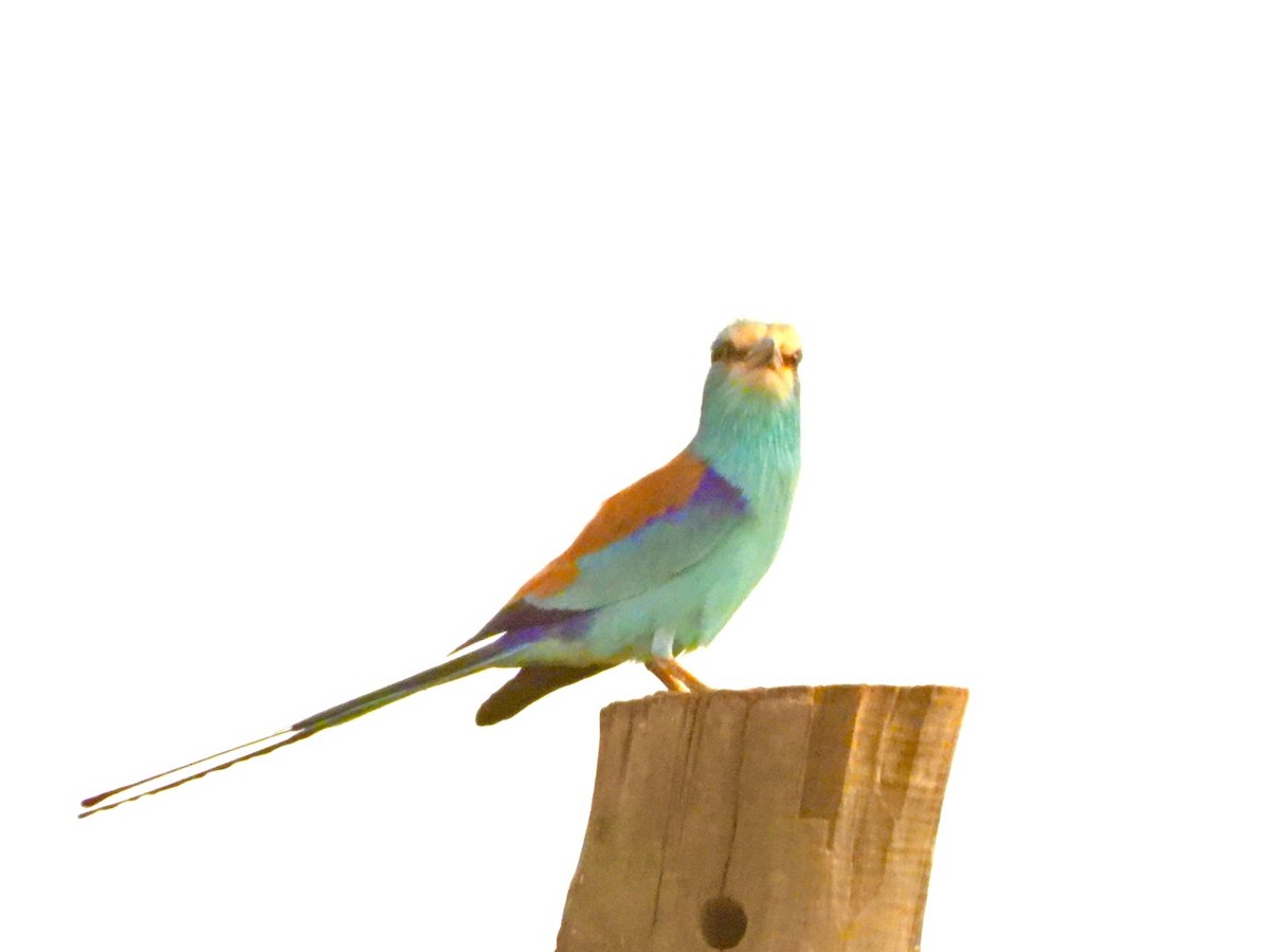 Abyssinian Roller - Sheryl Gracewski