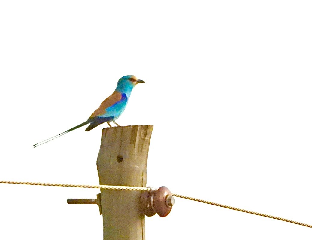 Abyssinian Roller - Sheryl Gracewski